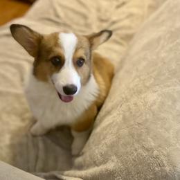 Sunny - Sable male Pembroke Welsh Corgi puppy in Hueytown, Alabama from AAA Corgis