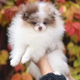 Whisky - Chocolate merle and tan tri male Pomeranian puppy in Morgan, Utah from Rockstar Rigby Pomeranians