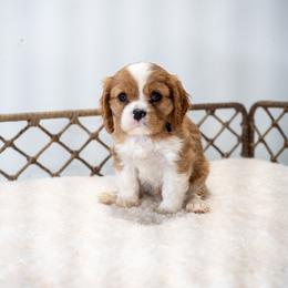 Jasper (AKC) - Blenheim male Cavalier King Charles Spaniel puppy in Seymour, Missouri from Country View Cavaliers