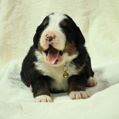Moose - Black rust and white male Bernese Mountain Dog puppy in Elkton, Maryland from Bernese Beauties