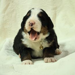 Moose - Black rust and white male Bernese Mountain Dog puppy in Elkton, Maryland from Bernese Beauties