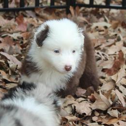Cinnamonroll-1000 - Red tri-color male Australian Shepherd puppy in Star City, Arkansas from Blush & Lace Aussie Co.