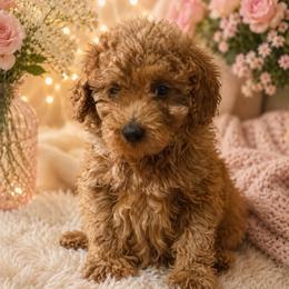 Girl 2 - Red  female Goldendoodle puppy in Haleyville, Alabama from Susan’s Prefurred Doodles