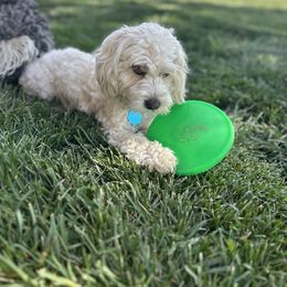 Bernedoodles and Cockapoos from Doodles of Joy