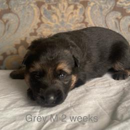 Grey collar boy - Black and red male German Shepherd puppy in Coleta, Illinois from Four Leaf Farm- Vom Vierblättriges Bauernhof