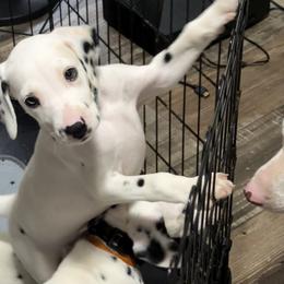 Stitch - White and liver brown male Dalmatian puppy in Hastings, Florida from Love My Spotty Dalmatians