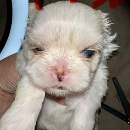 Lillie - White female Shih Tzu puppy in Austin, Arkansas from Starfire Shih Tzu