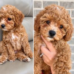 Roo - Red male Cavapoo puppy in Liberty Hill, Texas from Cuddlebug Cavapoos of Austin