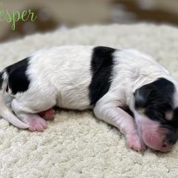 Vesper - Tri-color female Bernedoodle puppy in Henry, Illinois from Rowe Farms Doodles