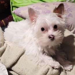 Kurmet - Yorkshire Terrier