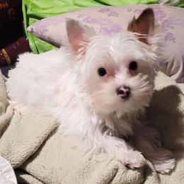 Kurmet - Yorkshire Terrier