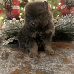 Hazel - Blue and tan female Pomeranian puppy in Sandia, Texas from Broken Arrow Poms