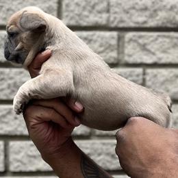 French Bulldog Puppies from Mid Coast Frenchies