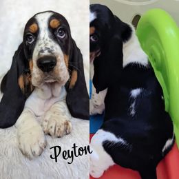 Peyton - Basset Hound puppy from Foreman's Freckled Basset Hounds