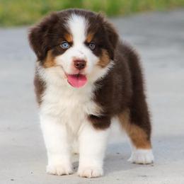 Reed - Red tri-color male Miniature American Shepherd puppy in San Benito, Texas from Vaquera's Miniature American Shepherds