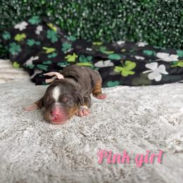 Pink girl - Blue merle female Bernedoodle puppy in Modesto, California from Two Doods Doodles