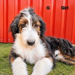 G3 Freckles - Black and white female Bernedoodle puppy in North Zulch, Texas from Sweet Pup Schnauzers