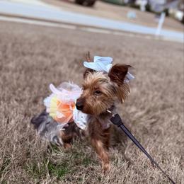 Lil Mama - Yorkshire Terrier