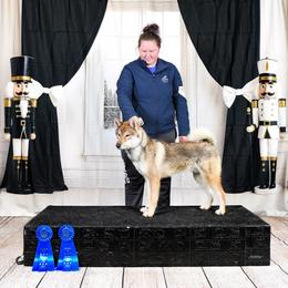 Ken'Ichi - Sesame male Shikoku Ken puppy in Charleston, West Virginia from Kiseki No Yama