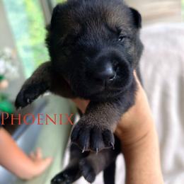 Phoenix - Sable male German Shepherd puppy in Southern Maryland, Maryland from Reddington Shepherds