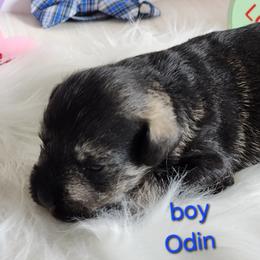 Miniature Schnauzer Puppies from Weiland's Ruby