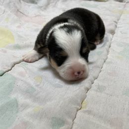 Willow - White and black female Pembroke Welsh Corgi puppy in Clear Spring, Maryland from Rose Petal Farm