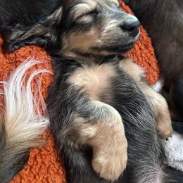 Derek(McDreamy)Greys Anatomy Litter - Piebald male Dachshund puppy in Proctor, Montana from Blue Star Dachshunds