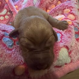 Penny - Yellow female Labrador Retriever puppy in North Chesterfield, Virginia from Lake Crystal Farms Labradors