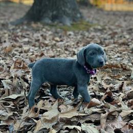 Mountain Cur Puppies from Lost Forty Kennels