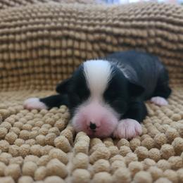Male 1 - Black and white male Chinese Crested puppy in New Castle, Pennsylvania from Long Haul Cresteds & Long Rotts
