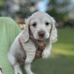 Apollo - Cream male Dachshund puppy in Sheridan, Arkansas from Farmhouse Dachshunds