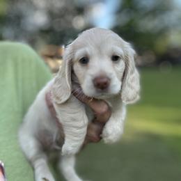 Apollo - Cream male Dachshund puppy in Sheridan, Arkansas from Farmhouse Dachshunds