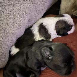 Shih Tzu Puppies from Jamie Manteufel