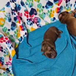 Whiskey - Chocolate male Dachshund puppy in Sarasota County, Florida from Donna's Mini Joys