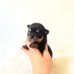 Austin - Black and tan male Chihuahua puppy in Sacramento, California from Honey Bee Chihuahua’s