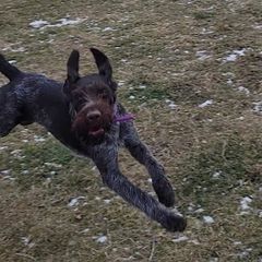 Sam - German Wirehaired Pointer