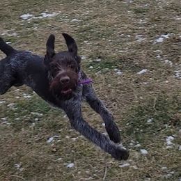 Sam - German Wirehaired Pointer
