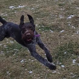 Sam - German Wirehaired Pointer