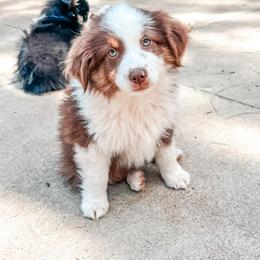 Miniature American Shepherd and Miniature Australian Shepherd Puppies from Whiskeytown Aussies