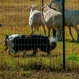 Border Collies from Mockingbird Border Collies