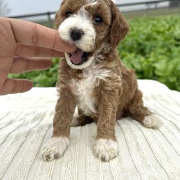 Alice - Red  female Goldendoodle puppy in Mint Hill, North Carolina from DoodleForever