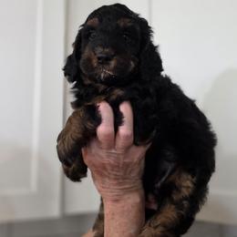 Malibu - Tri-color female Bernedoodle puppy in Mc Gaheysville, Virginia from Doting Doodles