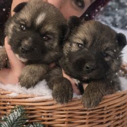 Pomsky puppies from Roark Pack Chihuahua's & Pomsky's
