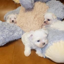 Maltese and Yorkshire Terrier Puppies from TLC Kennels TenderLittleCuties