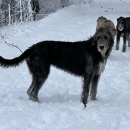 Maeve - Irish Wolfhound