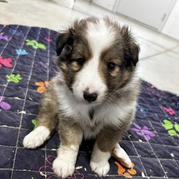 Blue - White and sable male Shetland Sheepdog puppy in Fontanelle, Iowa from Jensen Farms Shelties