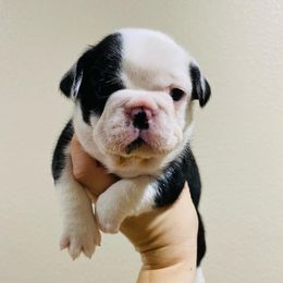 French Bulldog Puppies from Country Lace French Bulldogs