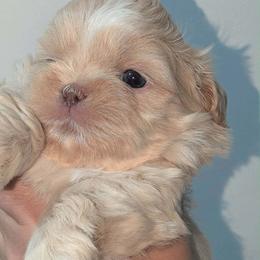 Lucky - Cream and white male Shih Tzu puppy in Azusa, California from RJ Shih Tzu lover