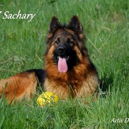 Megan - German Shepherd