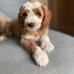 Goldendoodle Puppies from The Doodle Spot